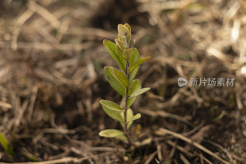 我是sellowiana sapling